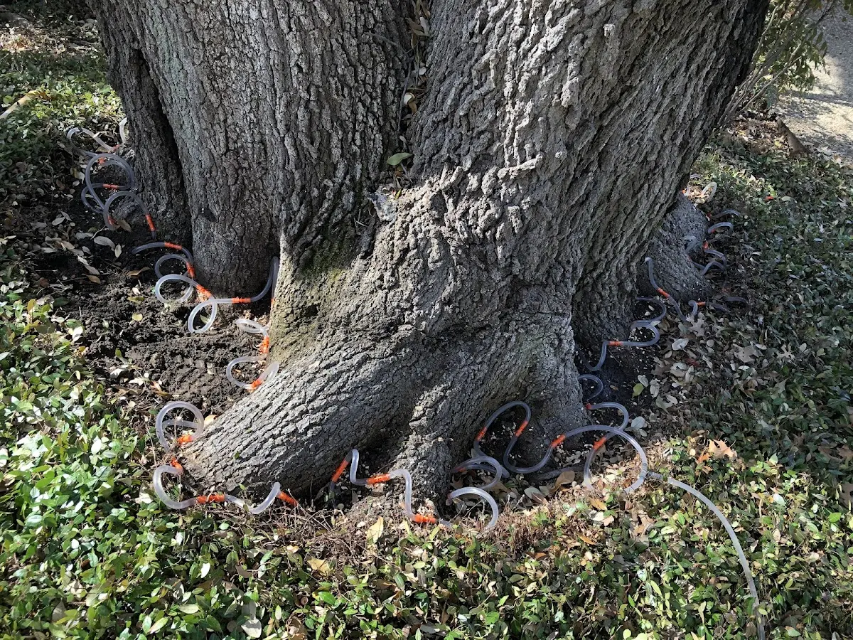 Detailed Tree Cabling and Bracing job site in Mount Sterling