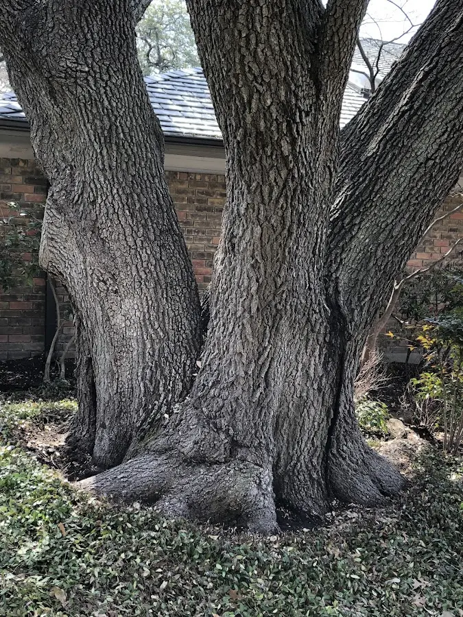 Mature heritage tree close to a Mount Sterling property cared for by certified arborists